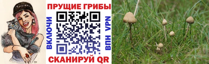 Псилоцибиновые грибы MAGIC MUSHROOMS  KRAKEN tor  Сосногорск 
